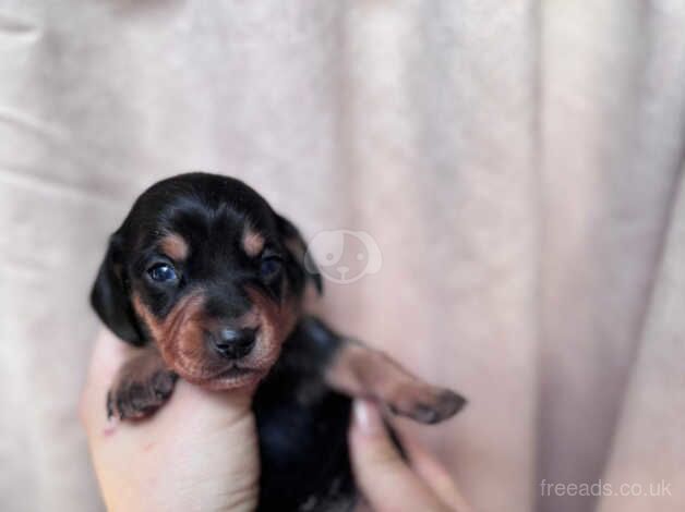 Dachshund Puppies for sale