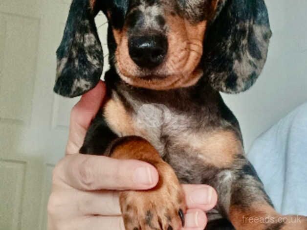 Dachshund Puppies for sale in Salford, Greater Manchester