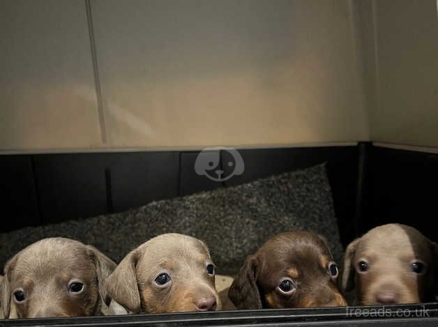 Dachshund puppies for sale in Sunderland, Cumbria