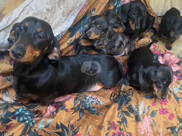 Dachshund puppies for sale in Taunton, Somerset