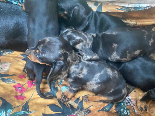 Dachshund puppies for sale in Taunton, Somerset - Image 2