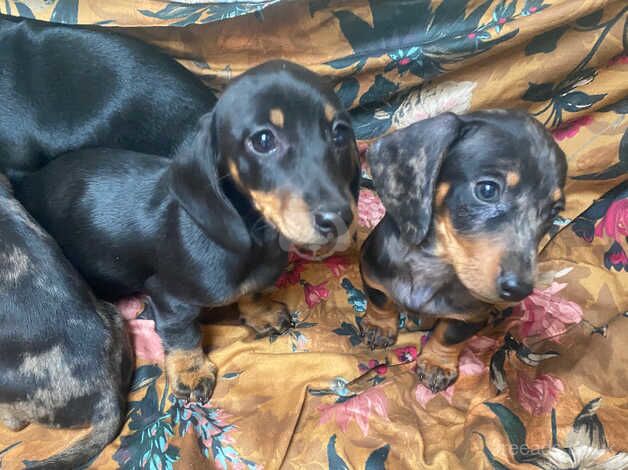 Dachshund puppies for sale in Taunton, Somerset - Image 3