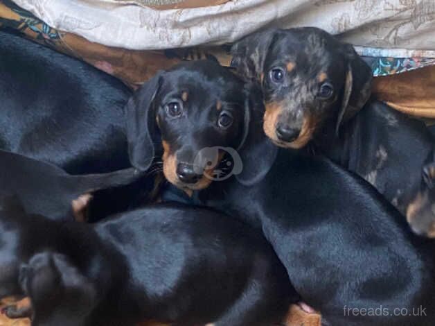 Dachshund puppies for sale in Taunton, Somerset - Image 4