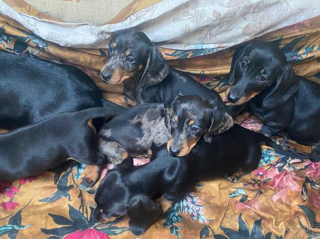 Dachshund puppies for sale in Taunton, Somerset - Image 5