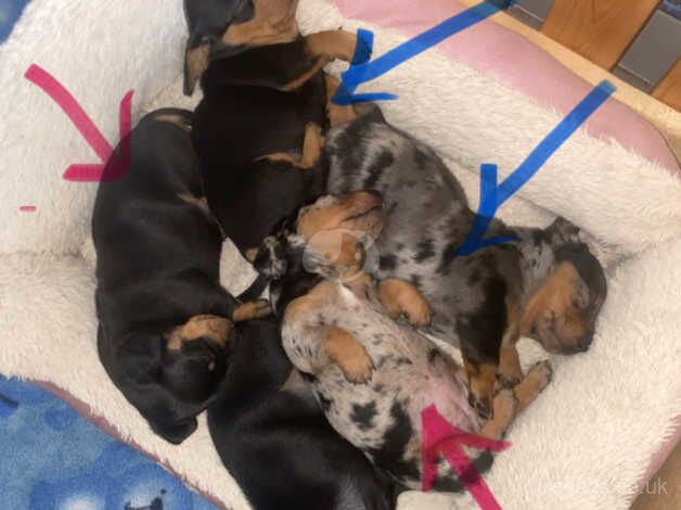 Dachshund puppies for sale in Taunton, Somerset