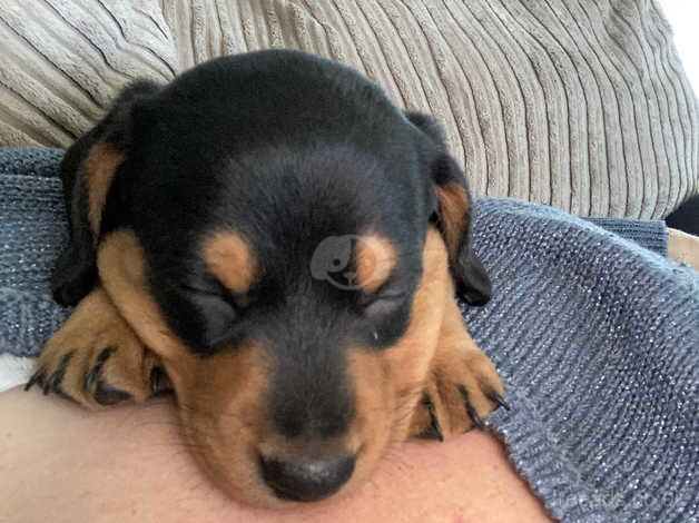 Dachshunds for sale in Taunton, Somerset