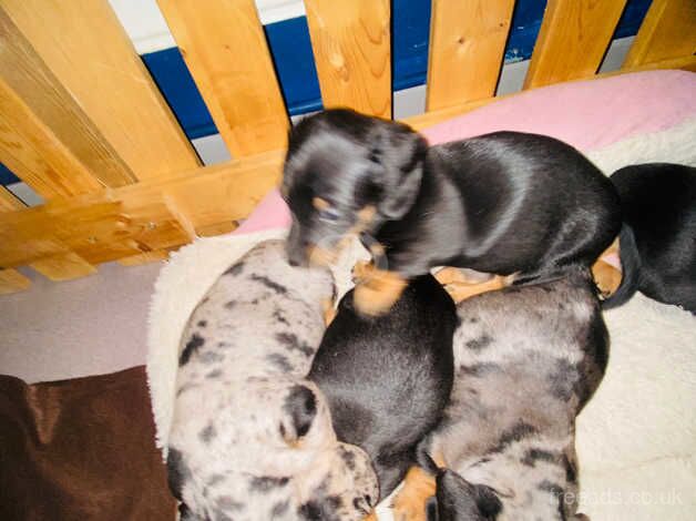 Dachshund Puppies for sale in Somerset