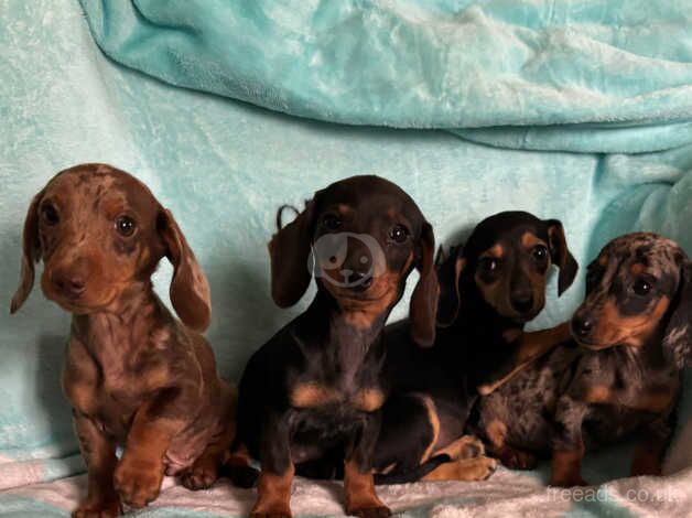 Dachshund puppies for sale in Tenterden, Kent