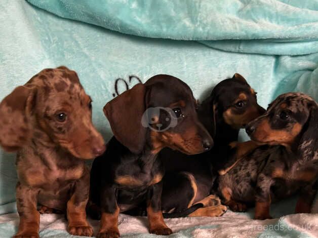 Dachshund puppies for sale in Tenterden, Kent - Image 2