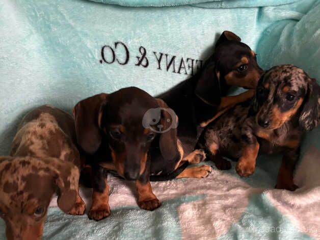 Dachshund puppies for sale in Tenterden, Kent - Image 3