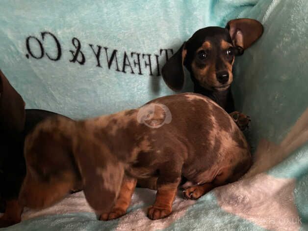 Dachshund puppies for sale in Tenterden, Kent - Image 4