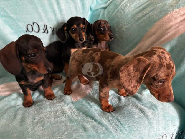 Dachshund puppies for sale in Tenterden, Kent - Image 5