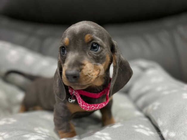 Dachshund Puppies for sale in Wigan, Greater Manchester