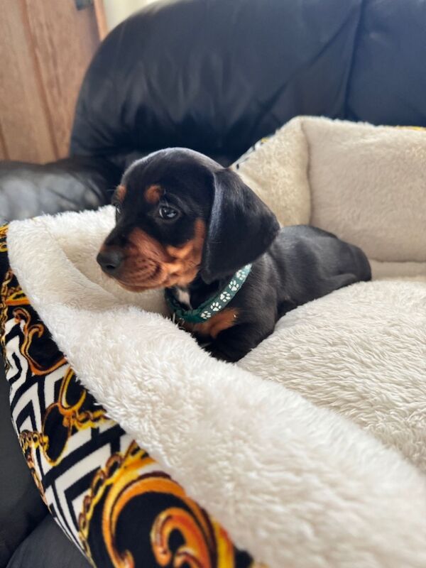 Dachshund puppies male and female for sale in Kenilworth, Warwickshire