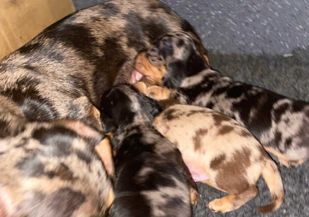 dachshund puppies (miniature ) for sale in Beith, North Ayrshire