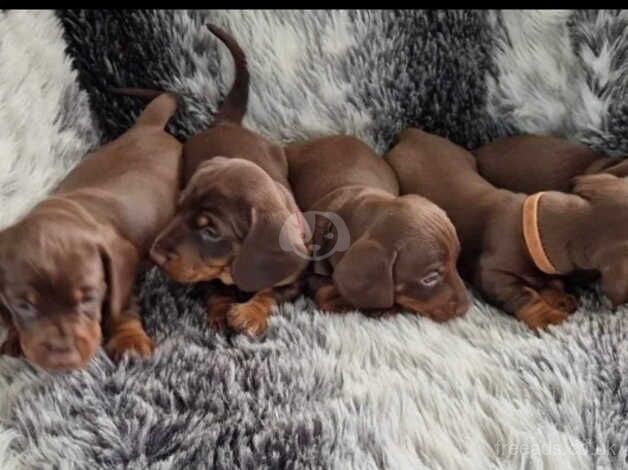 Dachshund Puppies **only 2x girls left** for sale in Bedworth, Warwickshire