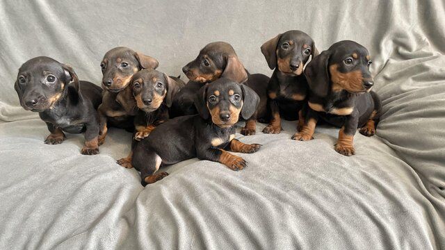 Dachshund Puppies Ready Now for sale in Norwich, Norfolk