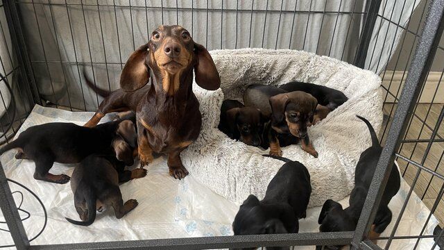 Dachshund Puppies Ready Now for sale in Norwich, Norfolk - Image 2