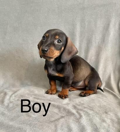 Dachshund Puppies Ready Now for sale in Norwich, Norfolk - Image 3