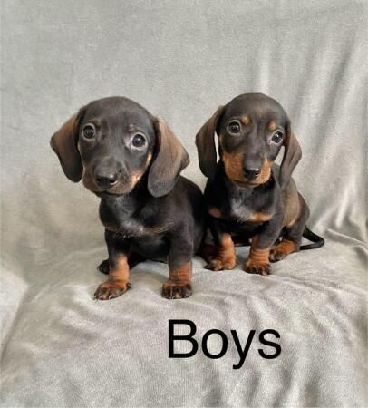 Dachshund Puppies Ready Now for sale in Norwich, Norfolk - Image 4