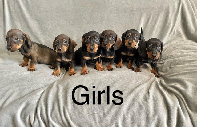 Dachshund Puppies Ready Now for sale in Norwich, Norfolk - Image 5
