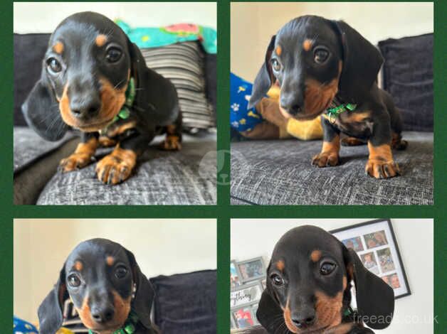 Dachshund puppies READY NOW for sale in Carmarthen/Caerfyrddin, Carmarthenshire