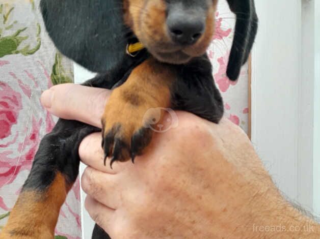 Dachshund puppies READY NOW for sale in Newquay, Cornwall