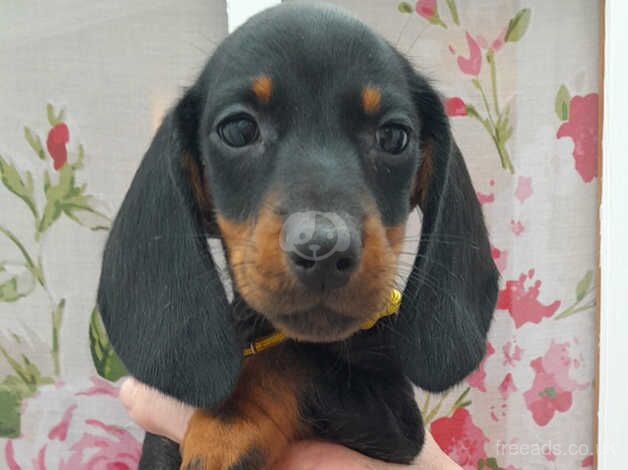 Dachshund puppies READY NOW for sale in Newquay, Cornwall - Image 2