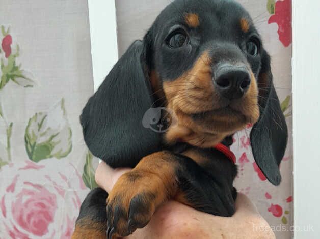 Dachshund puppies READY NOW for sale in Newquay, Cornwall - Image 3