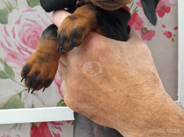 Dachshund puppies READY NOW for sale in Newquay, Cornwall - Image 4