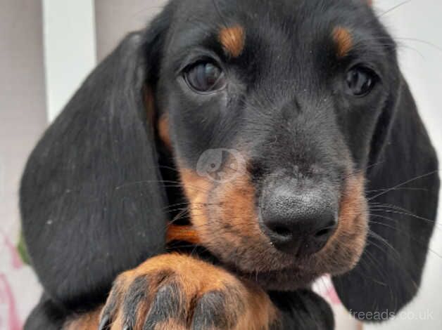 Dachshund puppies READY NOW for sale in Newquay, Cornwall - Image 5