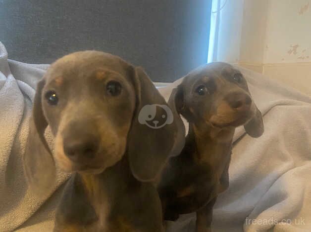 Dachshund puppies ready now for sale in Nottinghamshire