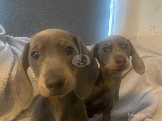 Dachshund puppies ready now for sale in Nottinghamshire