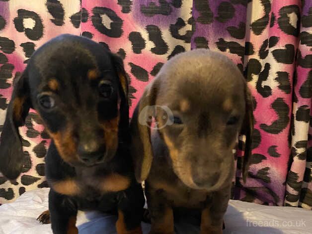 Dachshunds for sale in Nottingham, Nottinghamshire