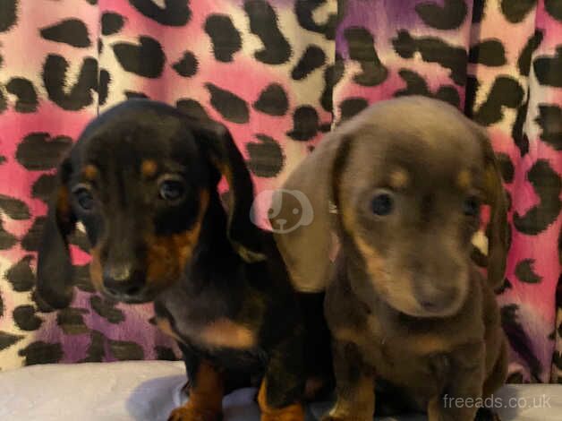 Dachshund puppies ready now for sale in Nottingham, Nottinghamshire - Image 4