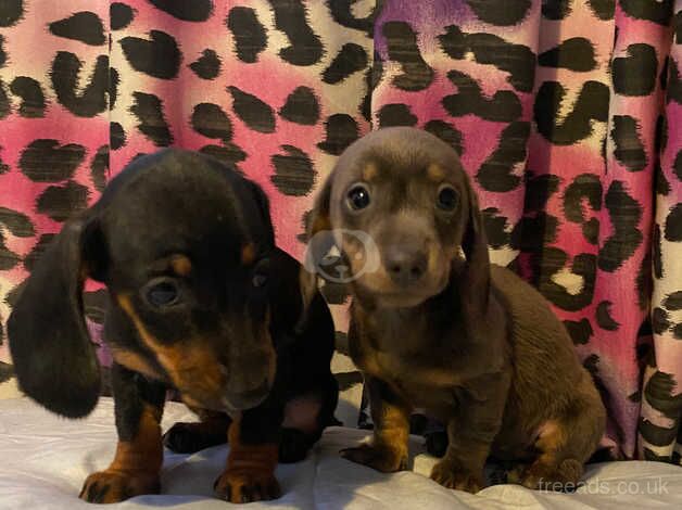 Dachshund puppies ready now for sale in Nottingham, Nottinghamshire - Image 5