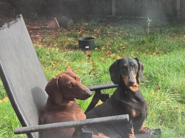 Dachshund puppies ready now for sale in Wareham, Dorset