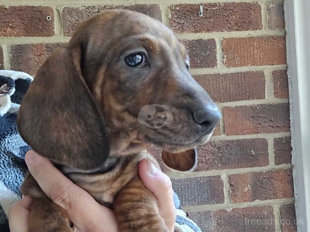 Dachshunds for sale in Wareham, Dorset