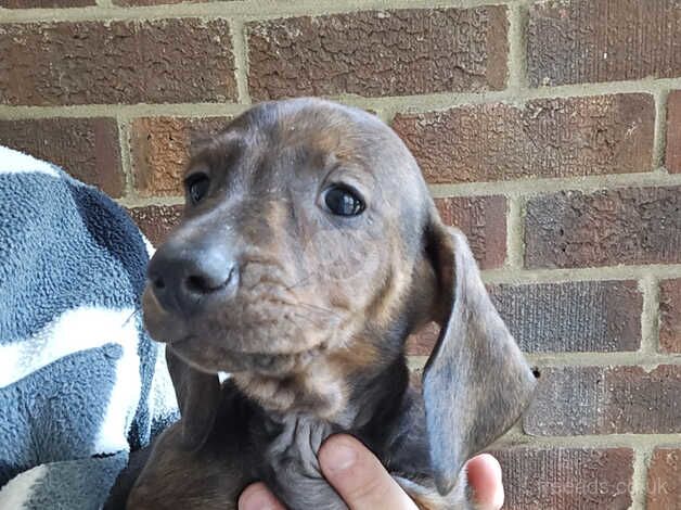 Dachshund Puppies for sale in Dorset