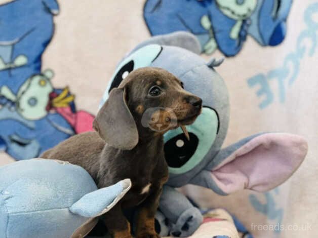 Dachshund puppies ready to go for sale in Leeds, West Yorkshire