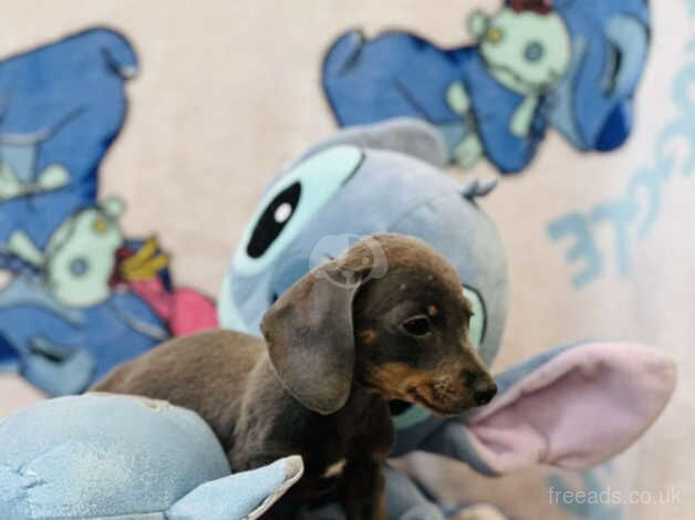 Dachshunds for sale in Leeds, West Yorkshire