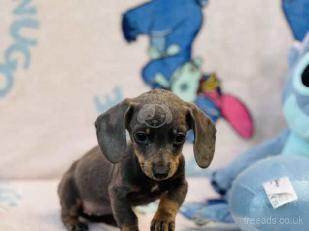 Dachshund Puppies for sale in West Yorkshire