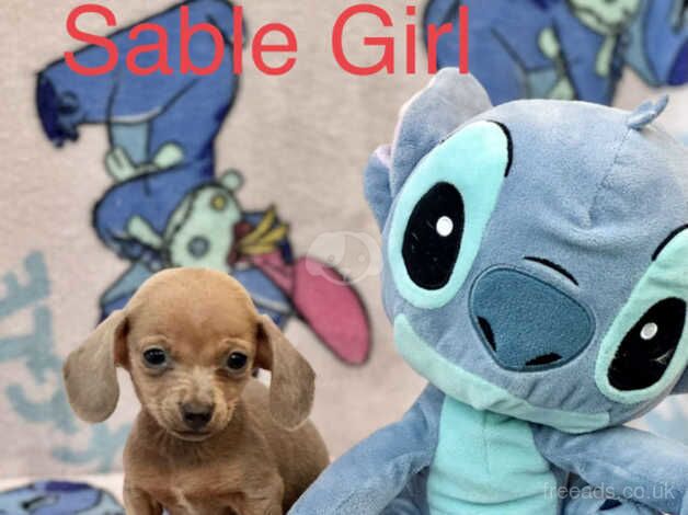 Dachshund Puppies for sale