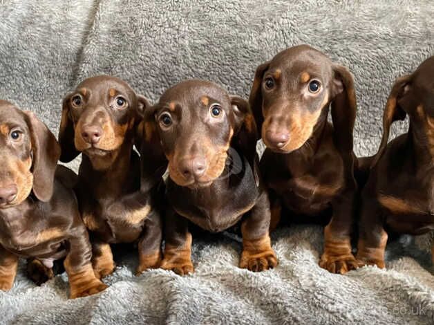 Dachshund Puppies, ReadyNow, Fully Vaccinated for sale in Norwich, Norfolk