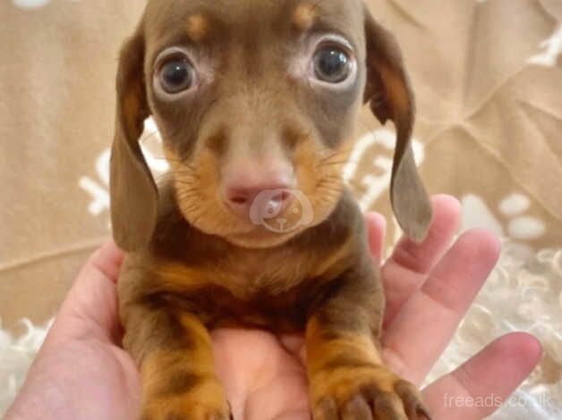 Dachshund puppies smooth coat small miniature puppy ready now blue and tan Choc and tan Dapple stunning for sale in Swansea, Swansea - Image 1