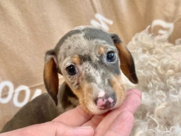 Dachshund puppies smooth coat small miniature puppy ready now blue and tan Choc and tan Dapple stunning for sale in Swansea, Swansea - Image 4