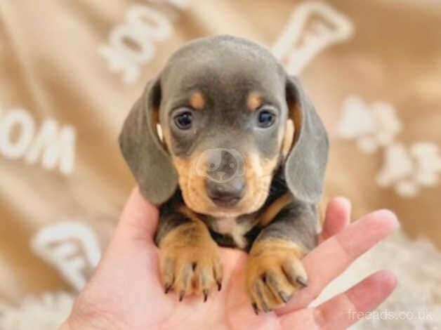 Dachshund puppies smooth coat small miniature puppy ready now blue and tan Choc and tan Dapple stunning for sale in Swansea, Swansea - Image 5