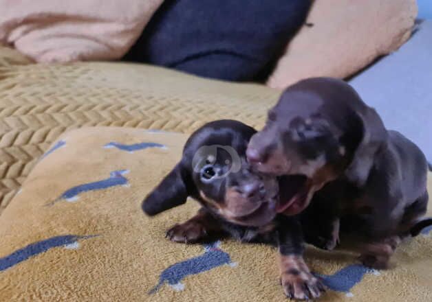 Dachshund puppies X2 Boys left! for sale in Sheringham, Norfolk