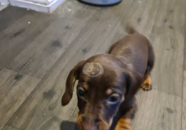 Dachshund puppies X2 Boys left! for sale in Sheringham, Norfolk - Image 2