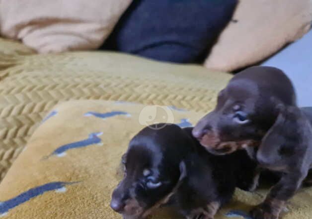 Dachshund Puppies for sale in Norfolk